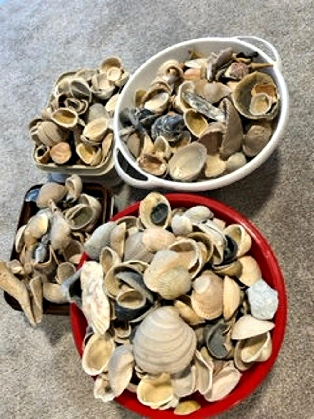 Assorted Natural Seashells Coastal Decor Craft Lot